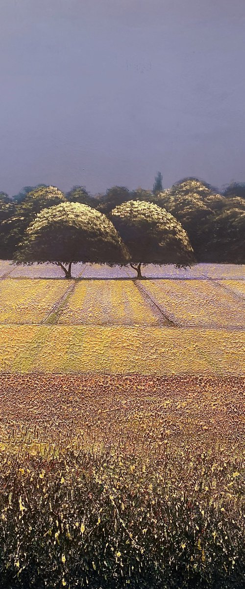 Lavender Fields 1 by Simon Jones